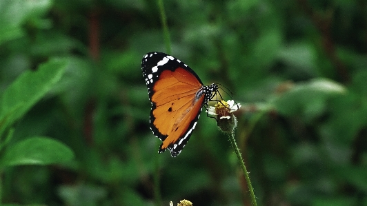 Foto Borboleta inseto asas animais selvagens