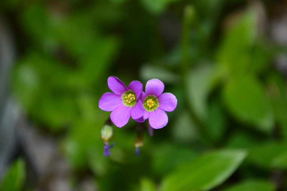 Flor natural planta com flor
 plantar