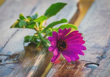 Foto Flor pétala plantar rosa