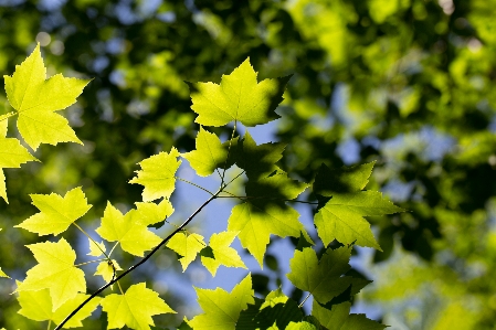 Blatt blühende pflanze
 anlage baum Foto