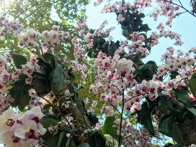 Photo Fleur arbre plante à fleurs
 usine