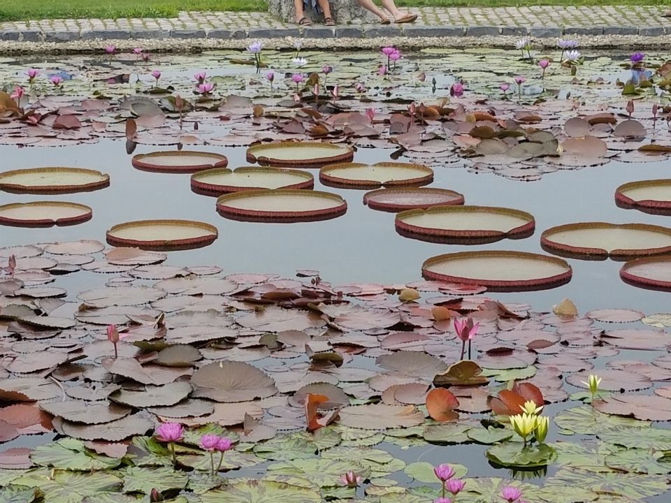 Lotus pond lily pad water garden flowers