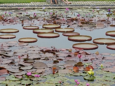 Lotus pond lily pad water garden flowers Photo