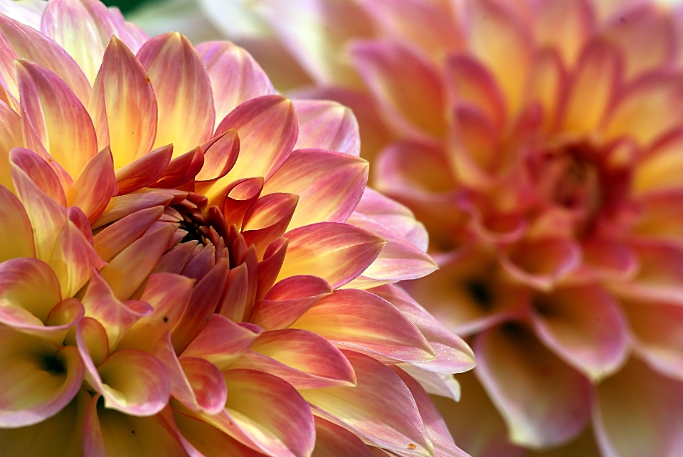 Flor planta com flor
 pétala rosa