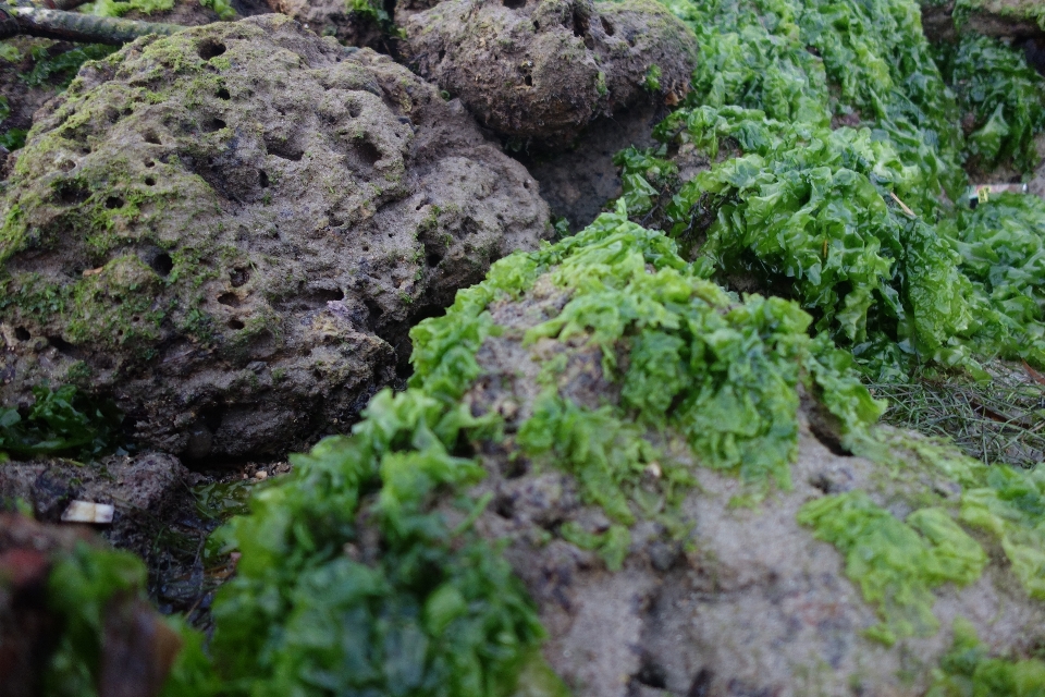 Muster vegetation natur rock