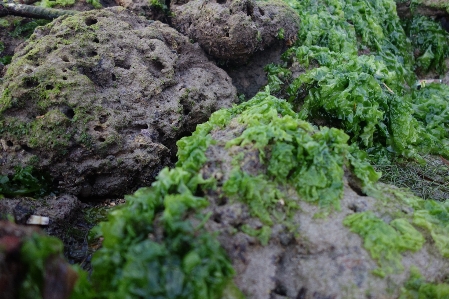 Pattern vegetation nature rock Photo