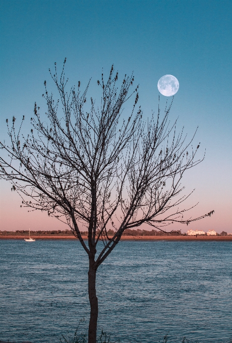 Lune ciel arbre nature