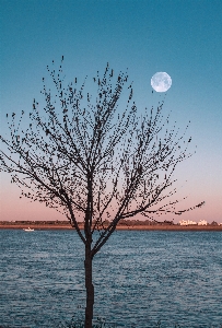 Moon sky tree nature Photo