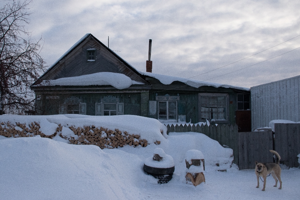 Hiver chien sibérie
 rural