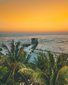 Sea sky nature palm tree Photo