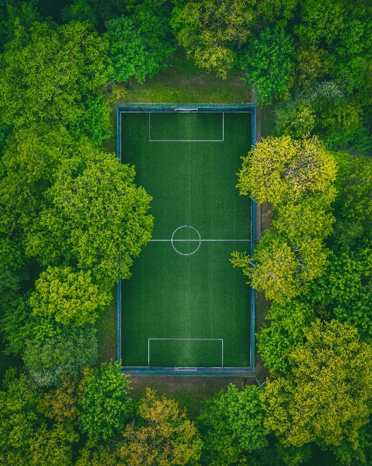 Futebol verde vegetação árvore