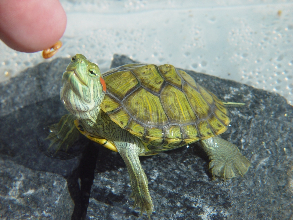 Turtle feeding reptile water