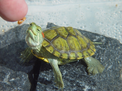 Turtle feeding reptile water Photo