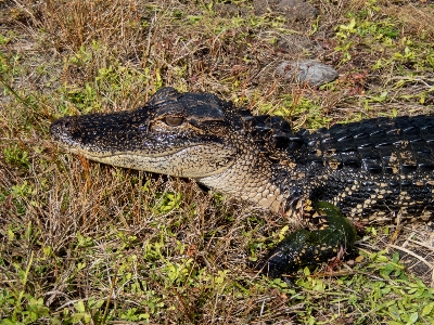 Alligator reptile water dangerous Photo