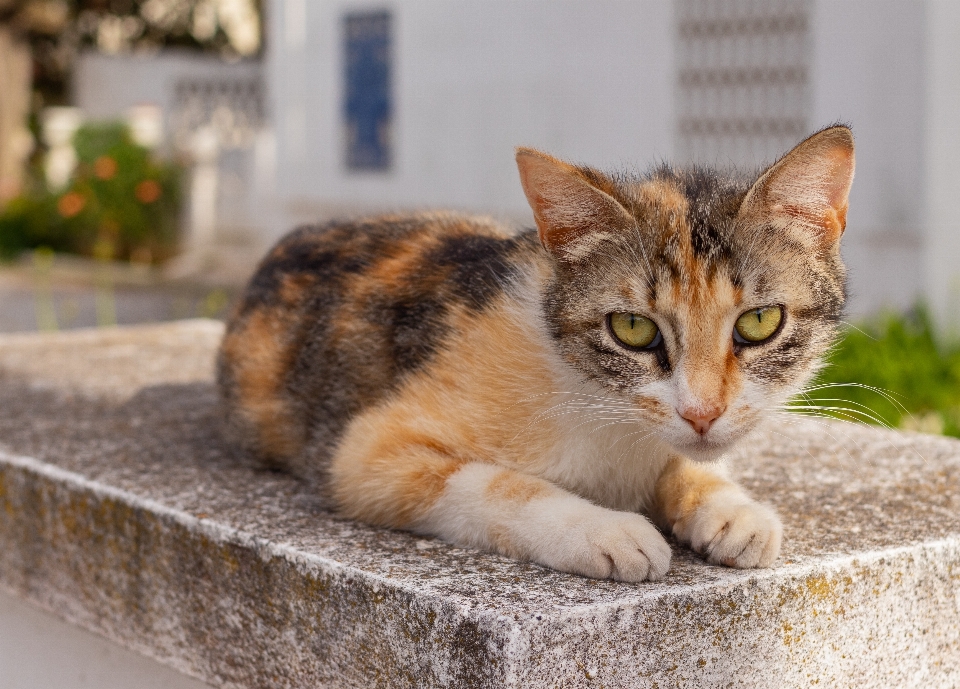 猫 哺乳动物 中小型猫 猫科动物
