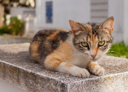 Cat mammal vertebrate small to medium sized cats Photo