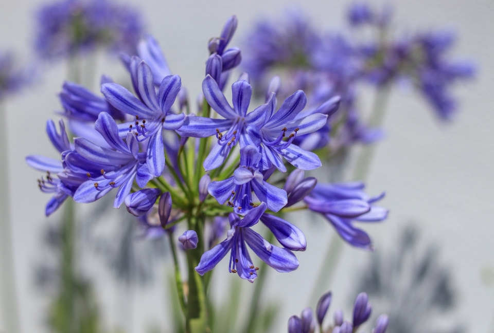 Agapantus flower flowering plant lavender