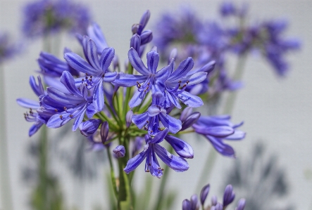 Agapantus flower flowering plant lavender Photo