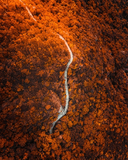 Hong kong città albero arancia