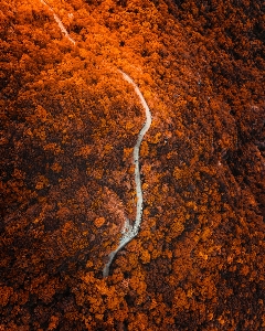 Hong kong city tree orange Photo