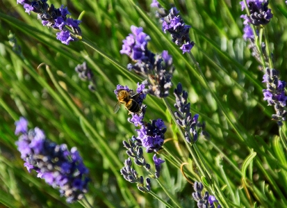 Bee lavender green purple Photo