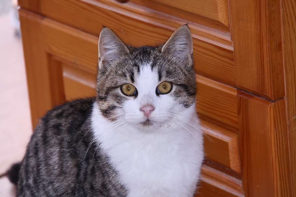 Gato ojos hogar mamífero