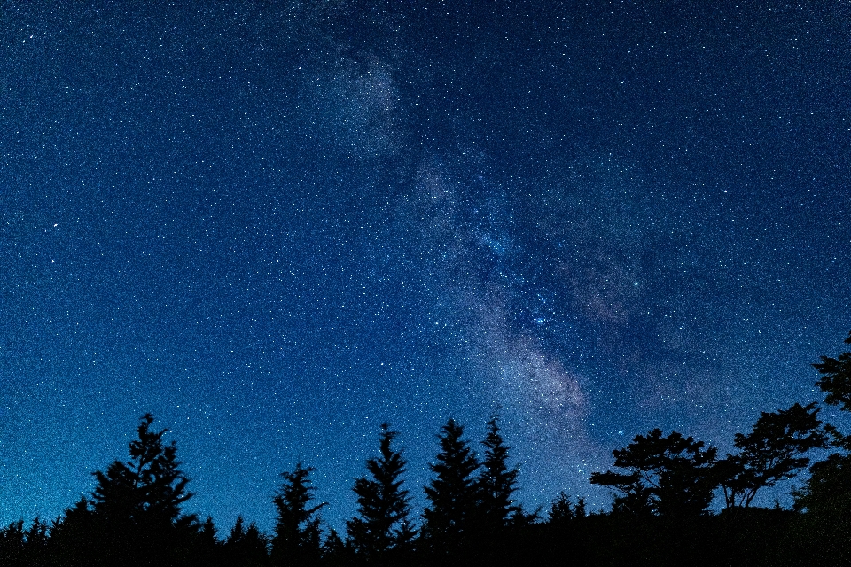 Céu noite azul árvore