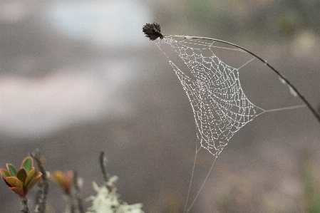 Foto Hewan jaring laba-laba fenomena atmosfer
 pagi