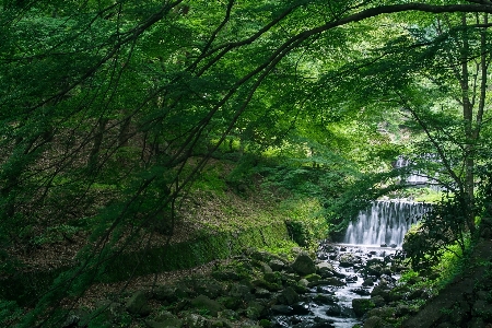 木 自然の風景
 自然 水域
 写真