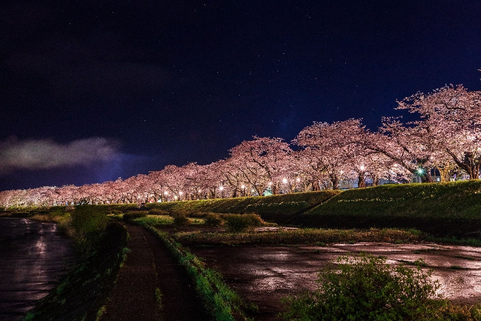 Baum natur himmel nacht