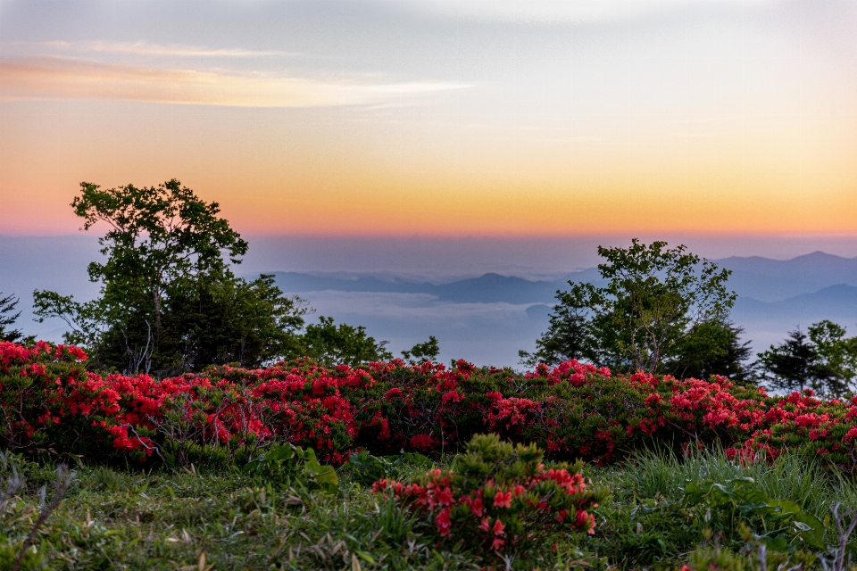 Flower sky nature natural landscape