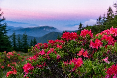 Blume blühende pflanze
 natur natürliche landschaft
 Foto