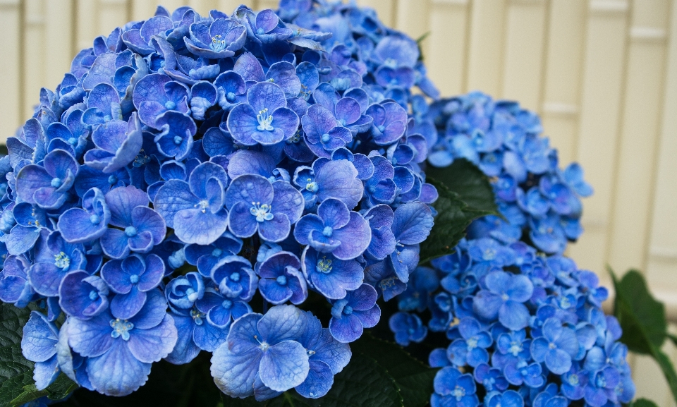 Bunga biru tanaman berbunga
 hydrangeaceae
