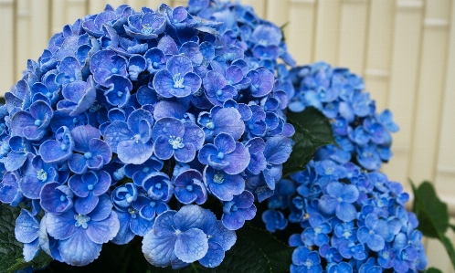 Foto Bunga biru tanaman berbunga
 hydrangeaceae
