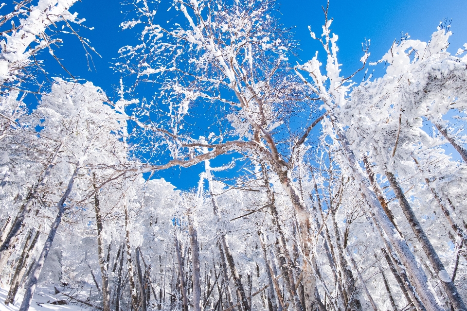 árvore inverno céu congelando