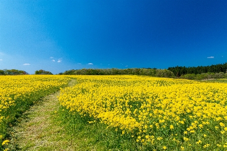 Flower sky people in nature field Photo