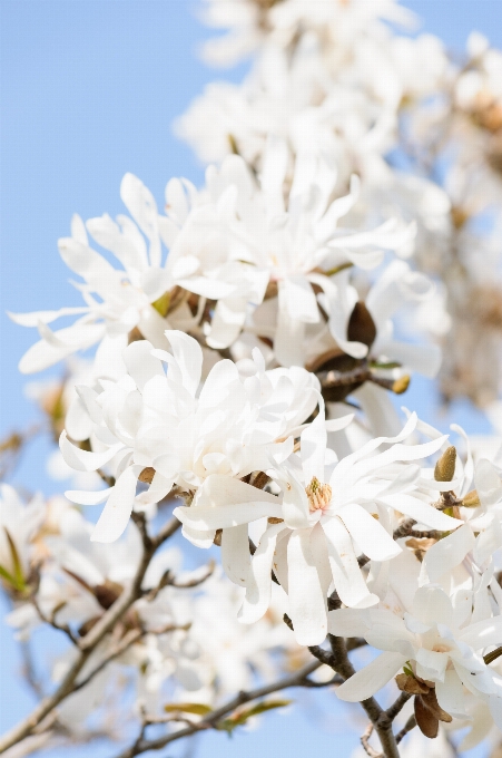 Fiore primavera pianta ramo