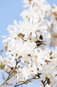 花 春 植物 ブランチ 写真