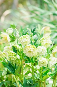 花 開花植物
 植物 花弁 写真