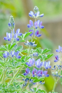 Foto Bunga tanaman berbunga
 lavender