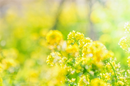 Flower people in nature yellow plant Photo