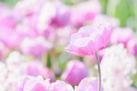 Blume blühende pflanze
 blütenblatt rosa Foto