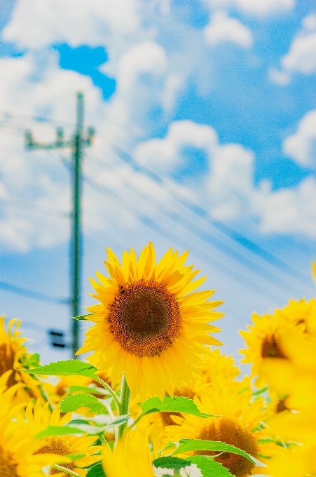 Fiore girasole cielo giallo