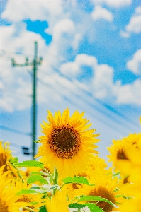 Flower sunflower sky yellow Photo