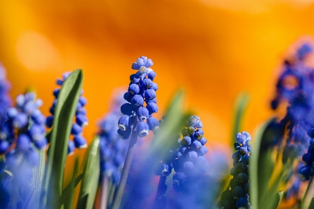 Foto Bunga biru eceng gondok anggur
 lavender