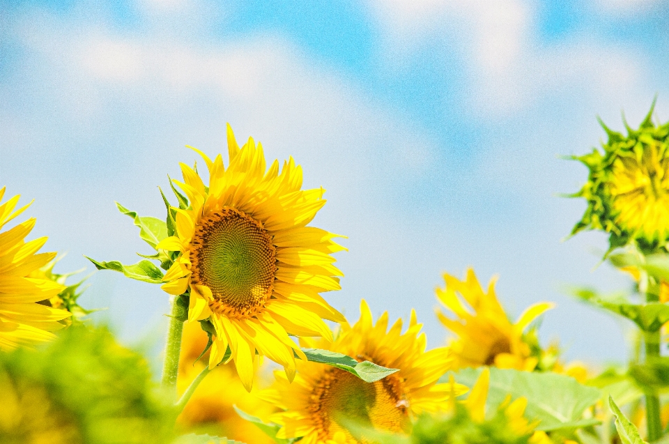 Flor girasol planta floreciendo
 cielo