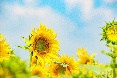 Flower sunflower flowering plant sky Photo