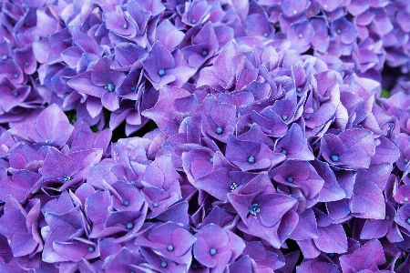 Flower lilac violet purple Photo