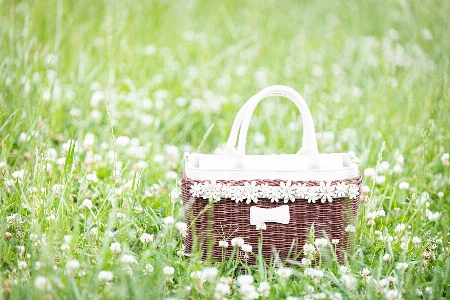 Flower green grass picnic basket Photo