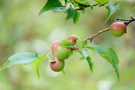 Leaf plant flower tree Photo